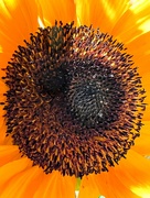 8th Jul 2022 - Sunflower