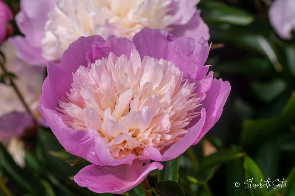 Pink Peony by elisasaeter