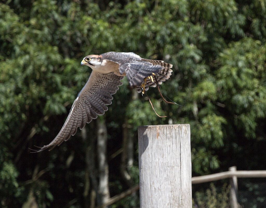 Unknown bird of prey by busylady