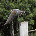 Unknown bird of prey by busylady
