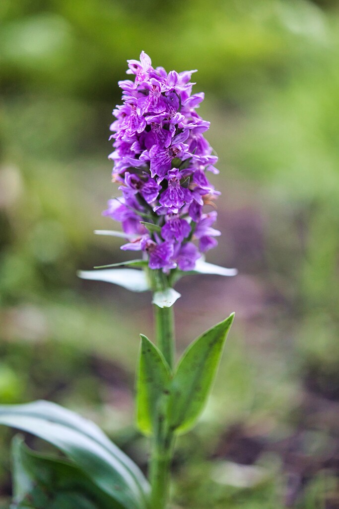 Northern marsh orchid by okvalle