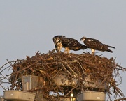 7th Jul 2022 - LHG_2389osprey nest Trio