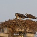 LHG_2389osprey nest Trio by rontu
