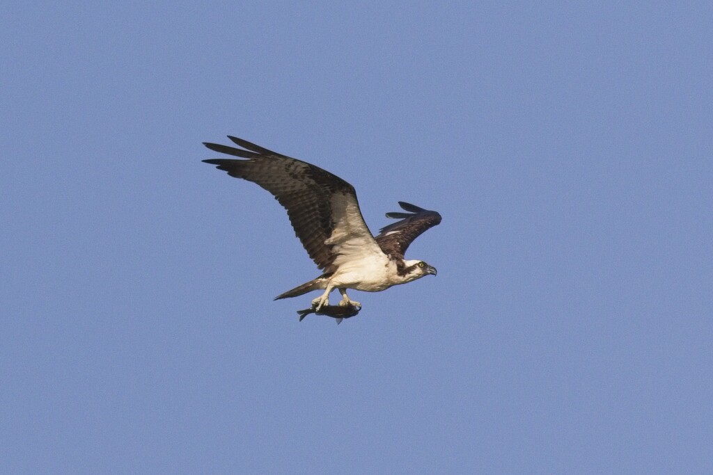 LHG_2440-Osprey with the drop off by rontu
