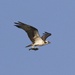 LHG_2440-Osprey with the drop off by rontu