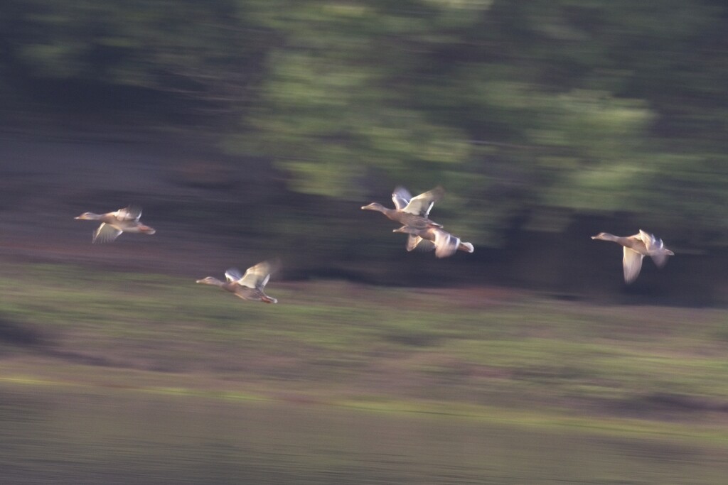LHG_2406 ICM ducks in flight by rontu