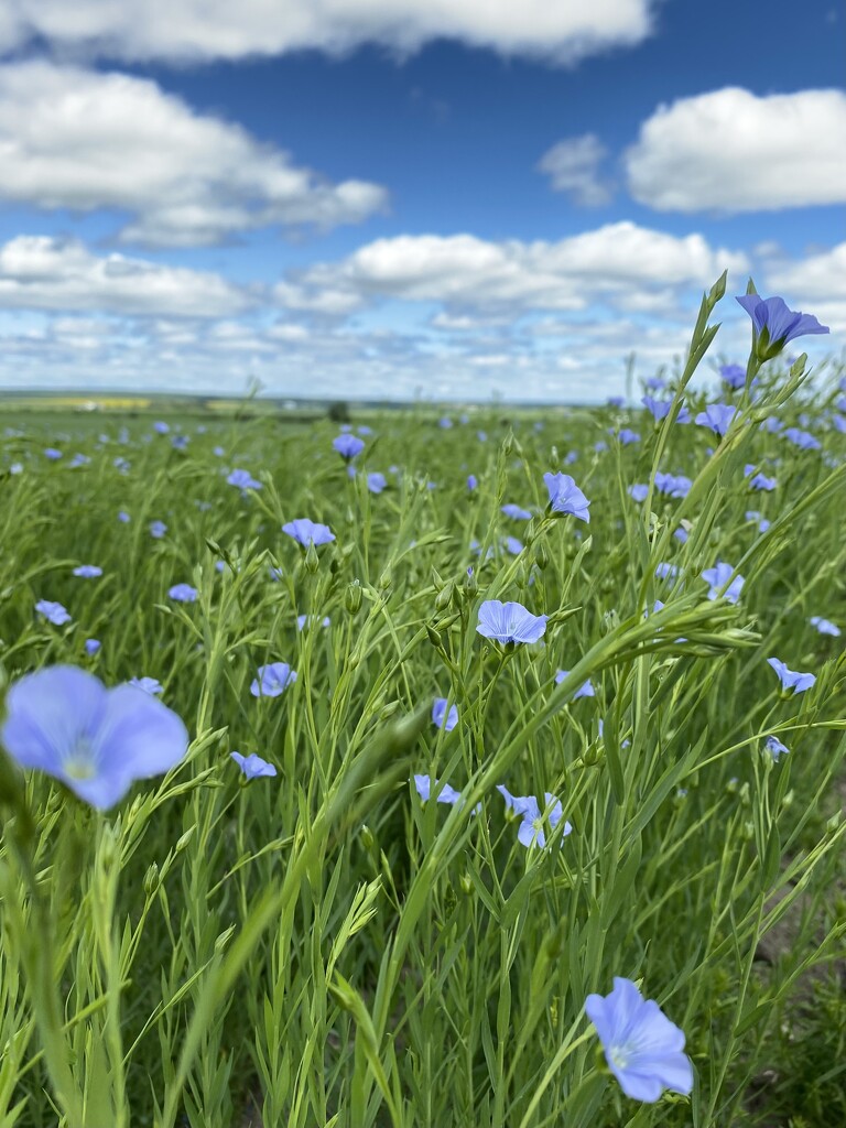 Flax Fields by radiogirl
