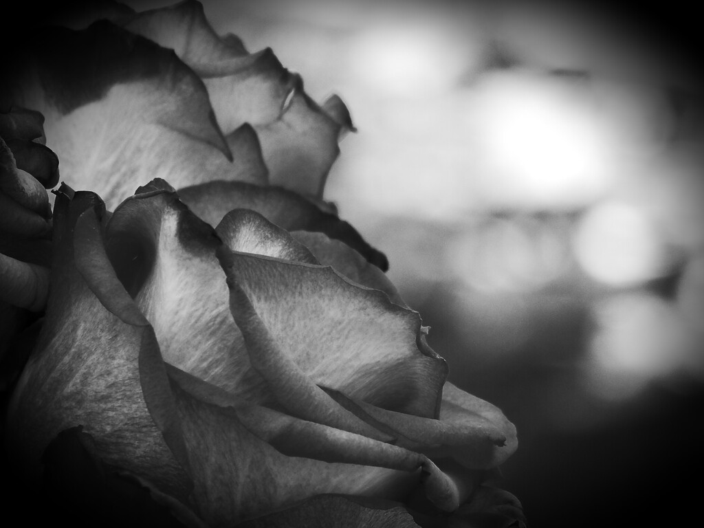 Rose petals 2... by marlboromaam