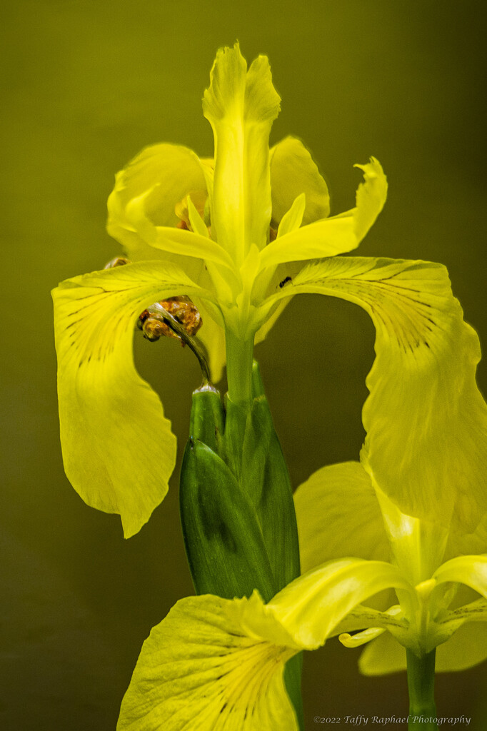 Lots of Yellow by taffy