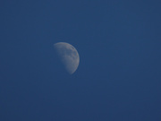 8th Jul 2022 - blue moon