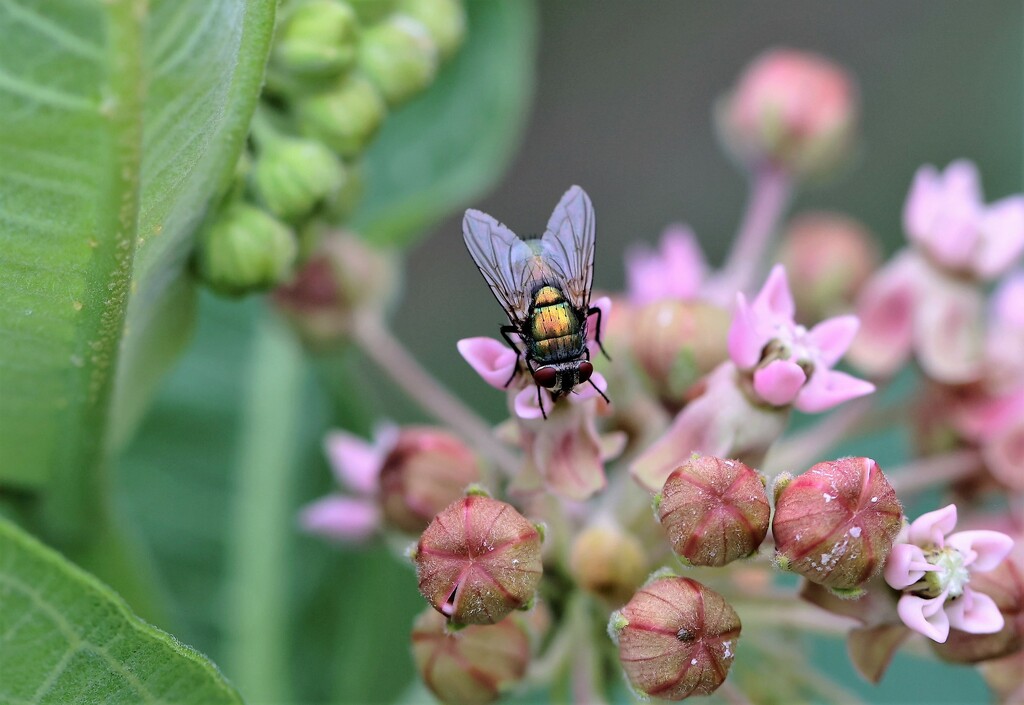 The Fly and the Milkweed Plant by lynnz