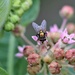 The Fly and the Milkweed Plant by lynnz