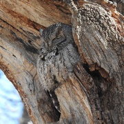 9th Apr 2022 - Eastern Screech-Owl