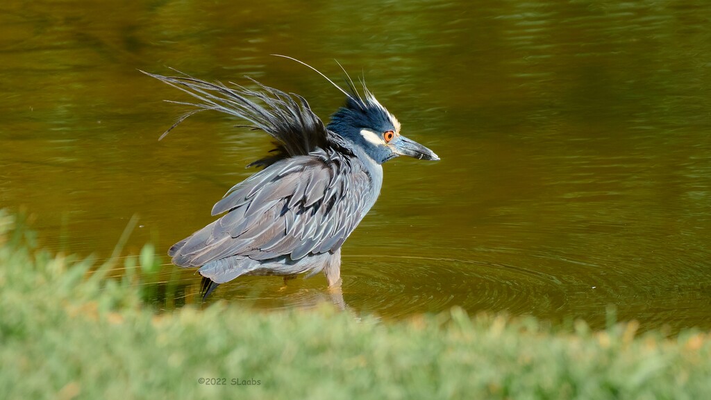 188-365 Frazzled Night Heron by slaabs