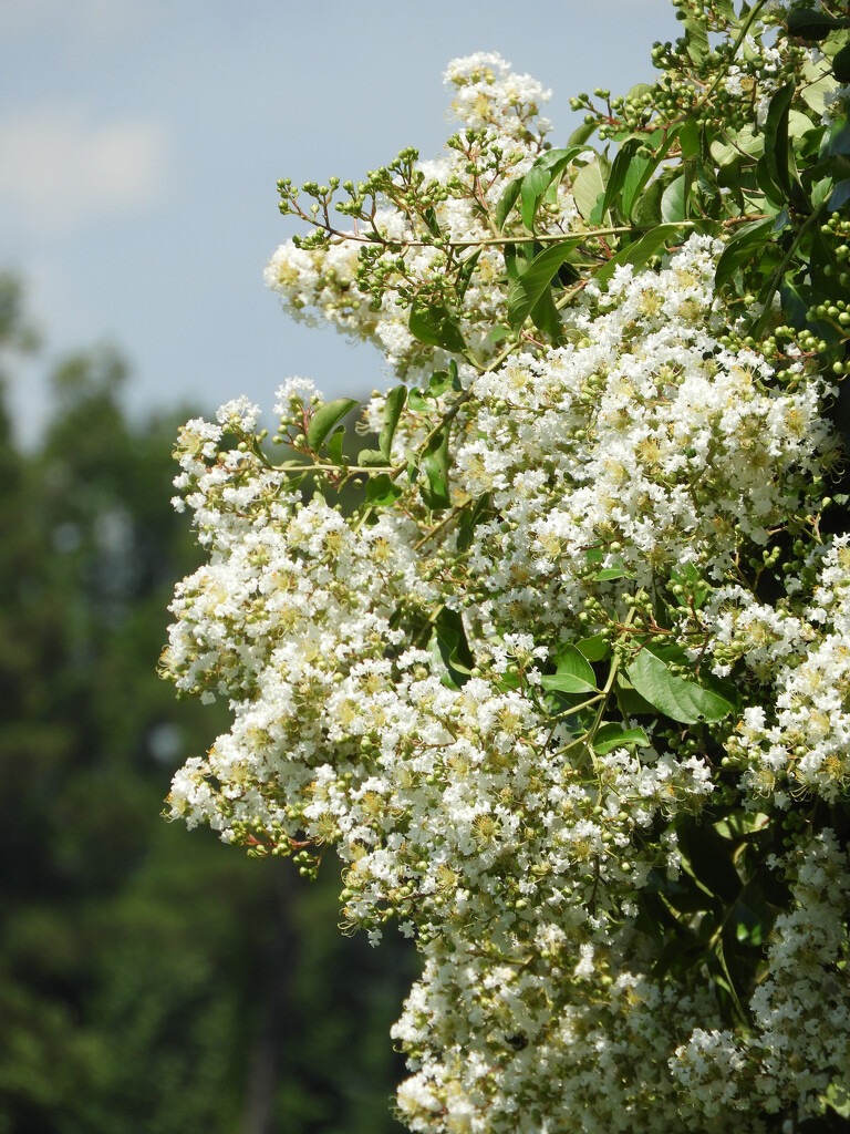 Crepe myrtle white by homeschoolmom
