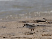 8th Jul 2022 - piping plover 
