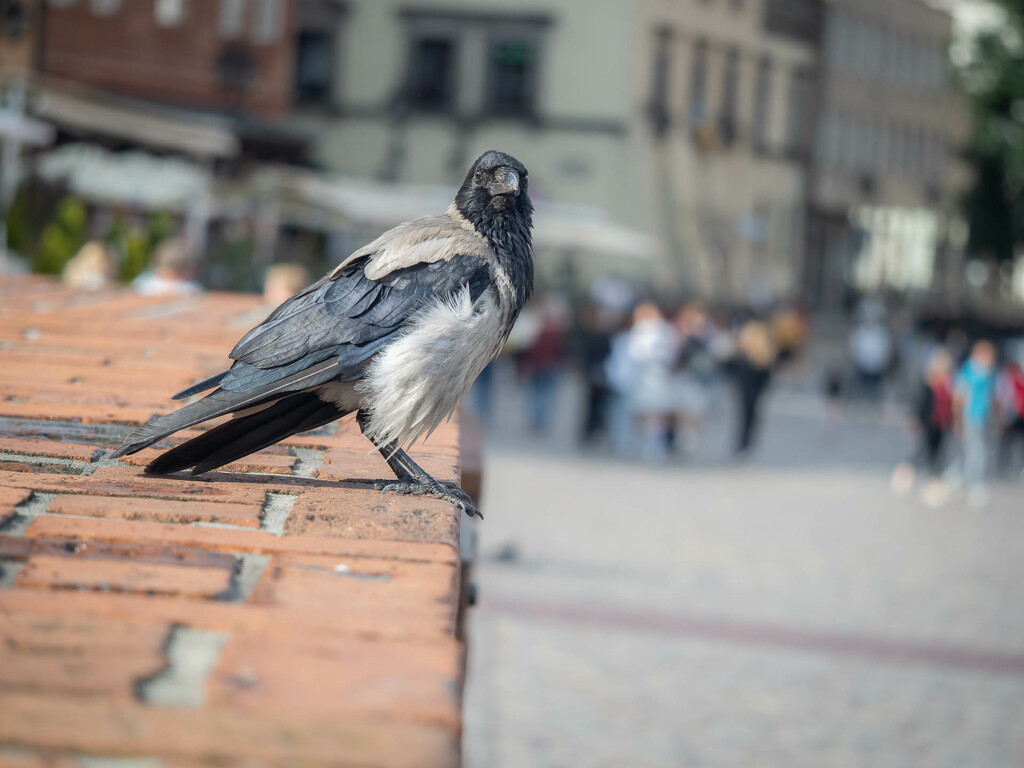 Crow in the city by haskar