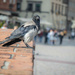 Crow in the city by haskar