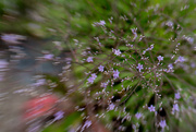 8th Jul 2022 - Of course I took the lensbaby