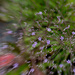 Of course I took the lensbaby by jackies365