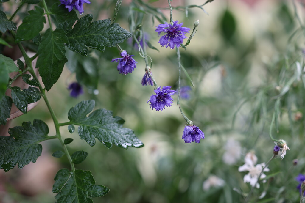 Tomato Plant and Cornflowers by lynnz