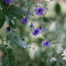 Tomato Plant and Cornflowers by lynnz