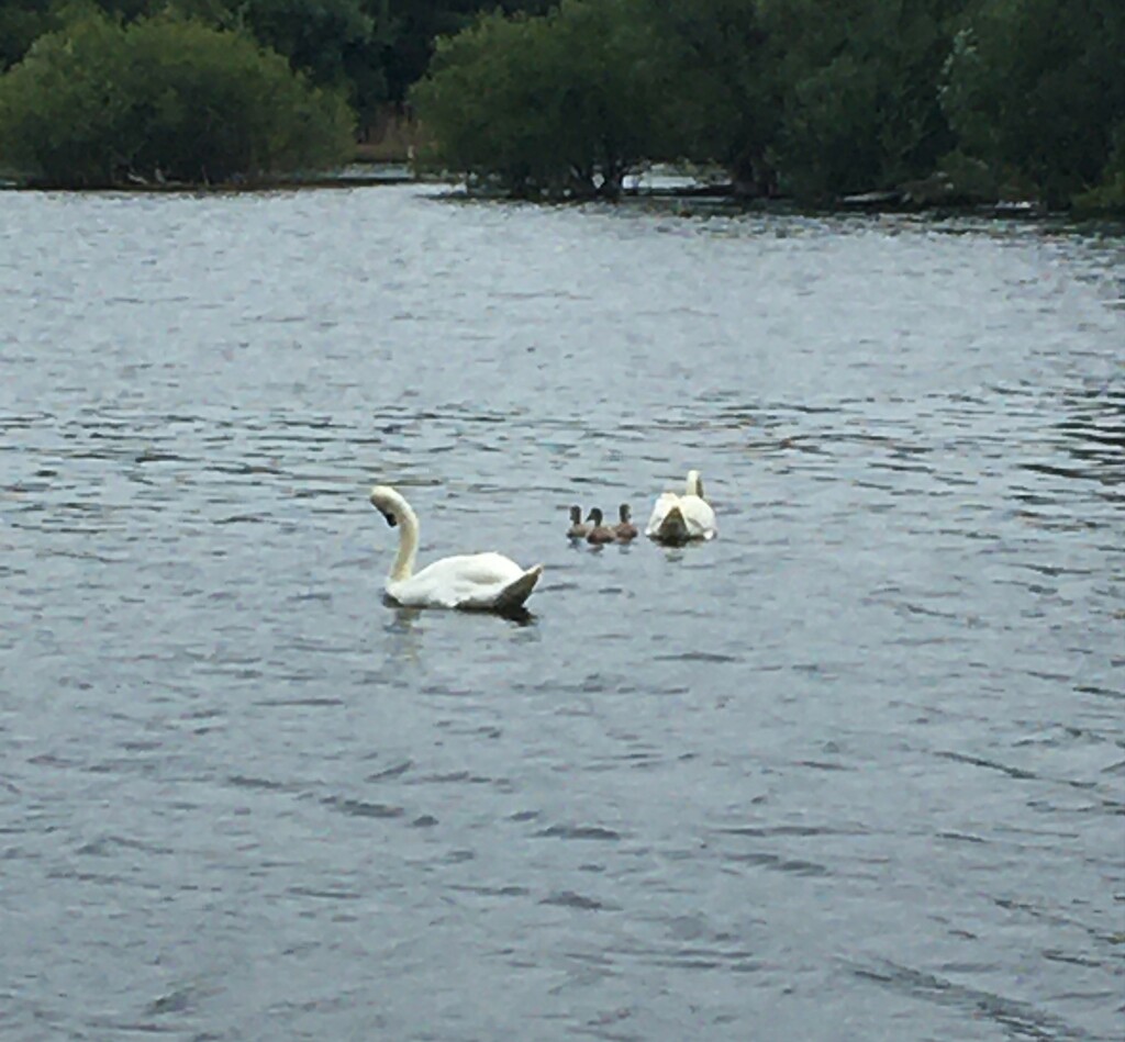 Swan family by thedarkroom