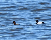 10th Apr 2022 - Greater Scaup