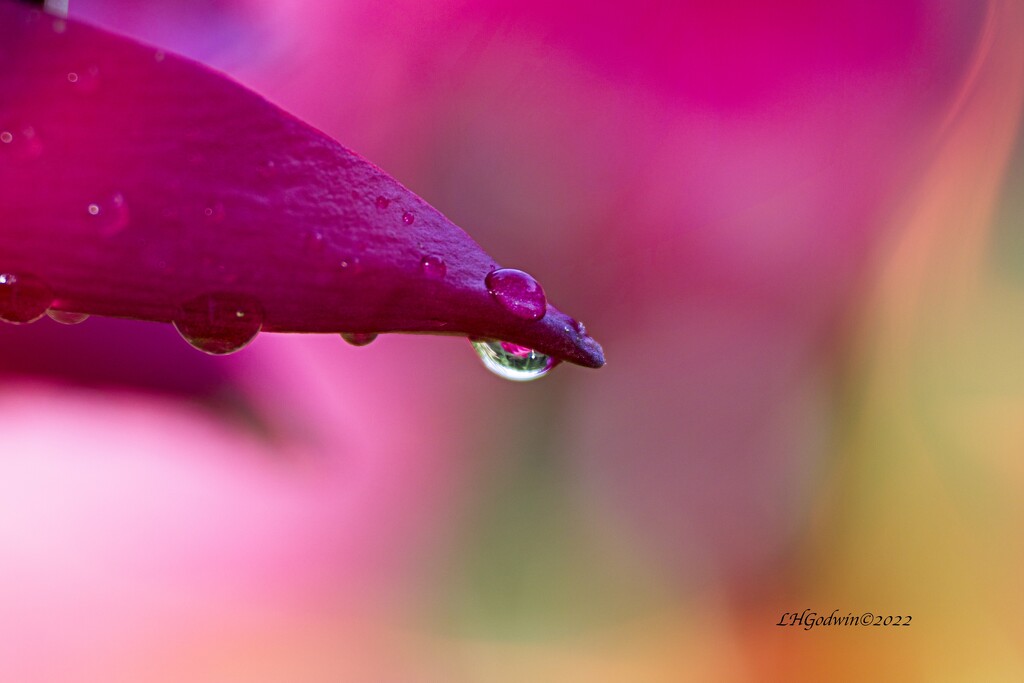 LHG_2482Crimson lily raindrop by rontu