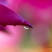 LHG_2482Crimson lily raindrop by rontu