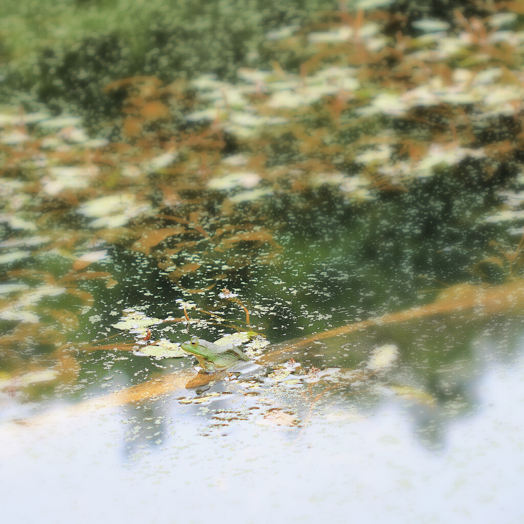 MY Pond! by juliedduncan