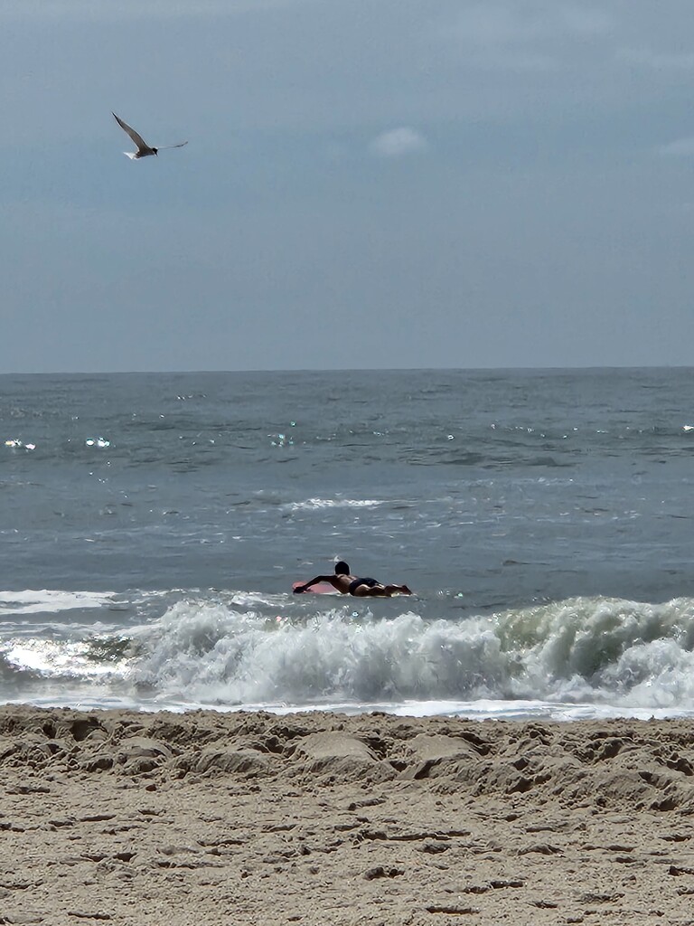 Surfer and Seagull by jb030958