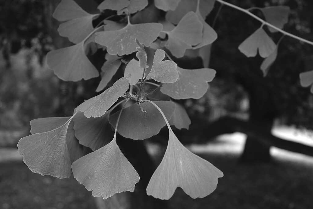 ginkgo leaves by blueberry1222