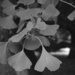 ginkgo leaves by blueberry1222