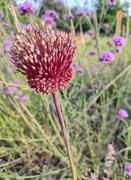 8th Jul 2022 - Red mohican