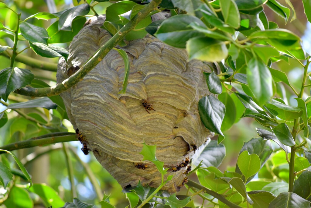 Wasps nest in the garden by anitaw