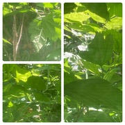 9th Jul 2022 - Leaves and Light 