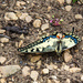 Butterfly by talmon