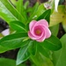 Small pink bud by julie