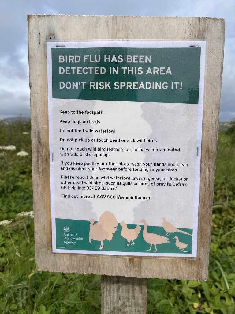 Bird Flu by lifeat60degrees