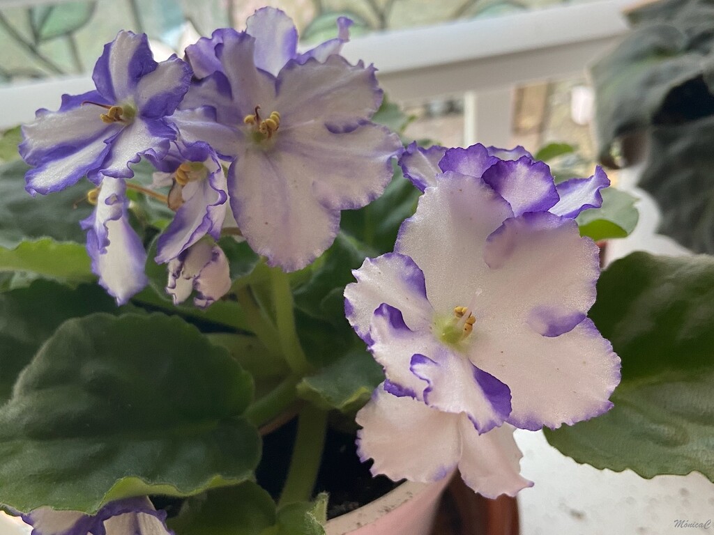 African violet by monicac