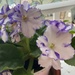 African violet by monicac