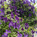 Purple Clematis by pcoulson