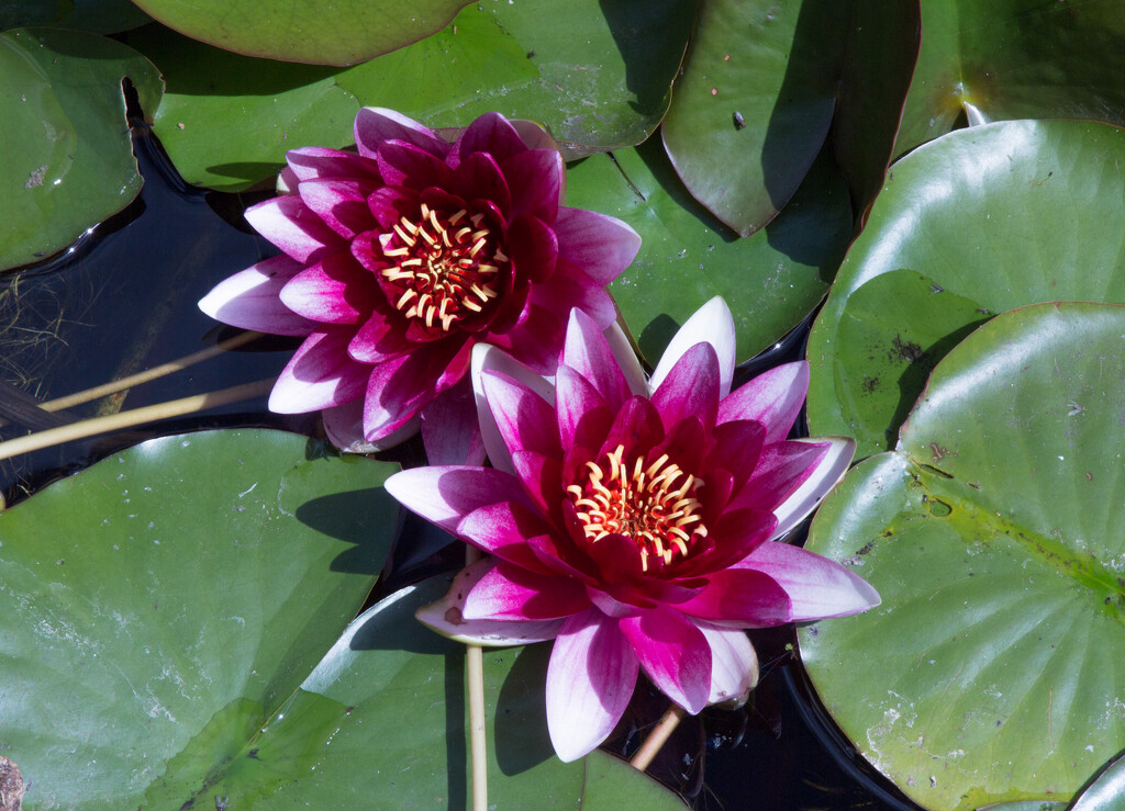 Water lilies by busylady