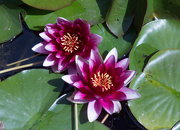 9th Jul 2022 - Water lilies
