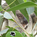 A Pearl in the bush by koalagardens