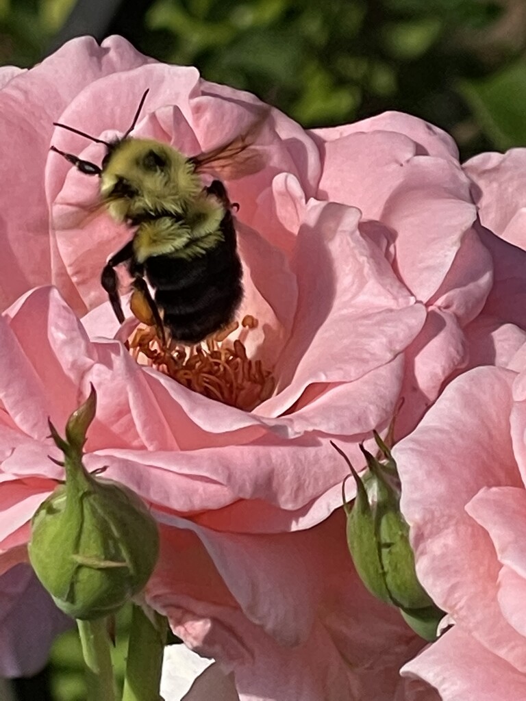 A bee in my roses by pfaith7