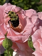 9th Jul 2022 - A bee in my roses