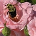 A bee in my roses