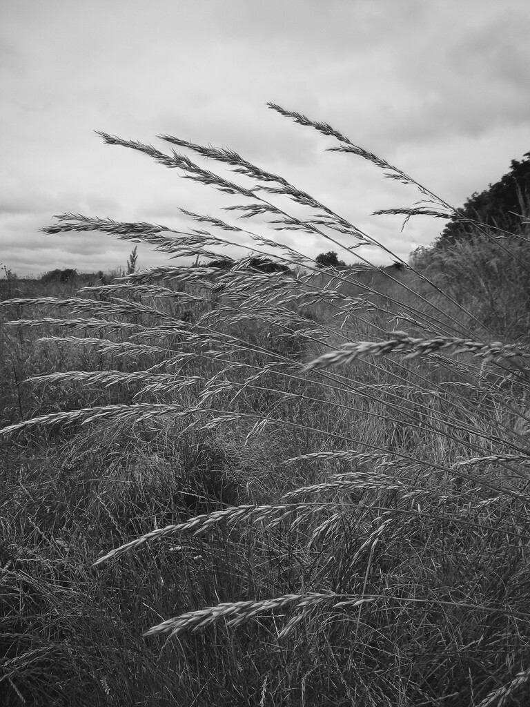 Grasses by 365projectorgjoworboys